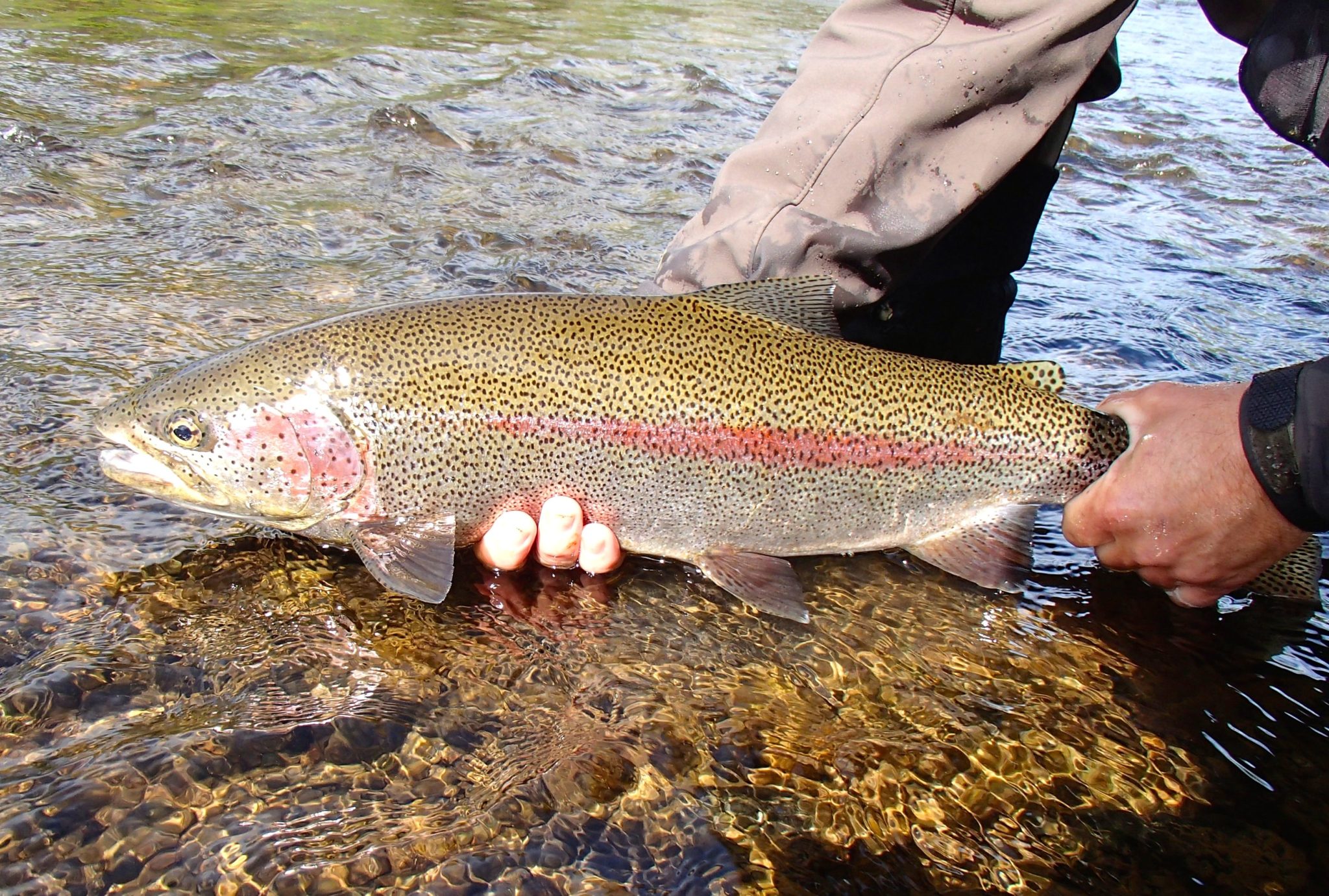 Alaska Rainbow Trout Fly Fishing Trips No See Um Lodge