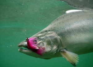 Pink Humpy Salmon