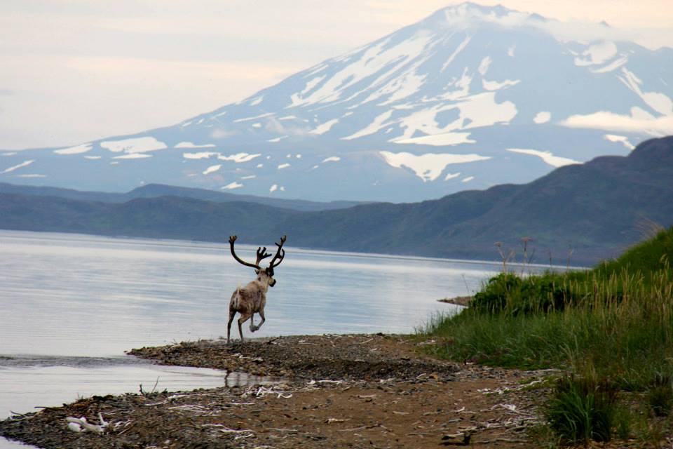 Explore the wildlife and other things to do in Anchorage.