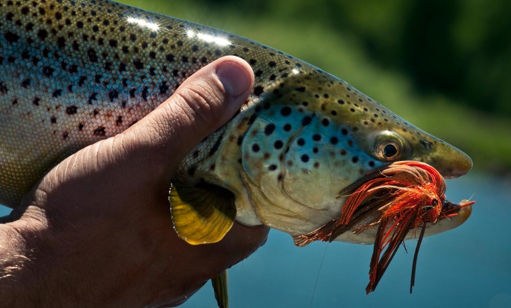 Trout Streamers