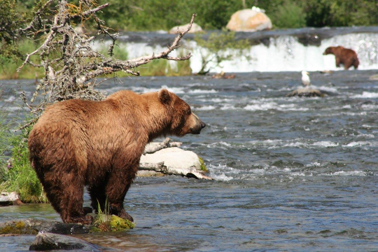 What Does Bear Watching Mean