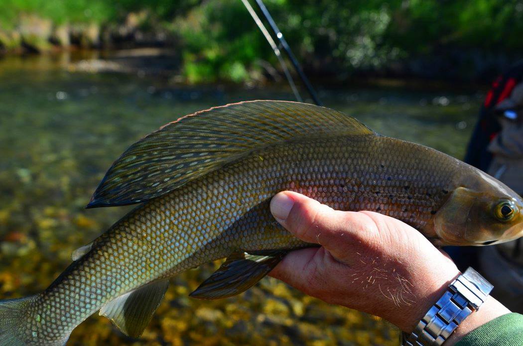 Fly Fishing for Arctic Greyling in Alaska 