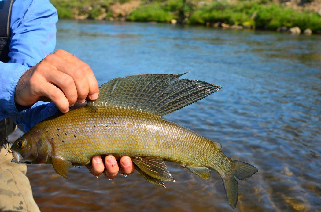 Fly Fishing for Grayling