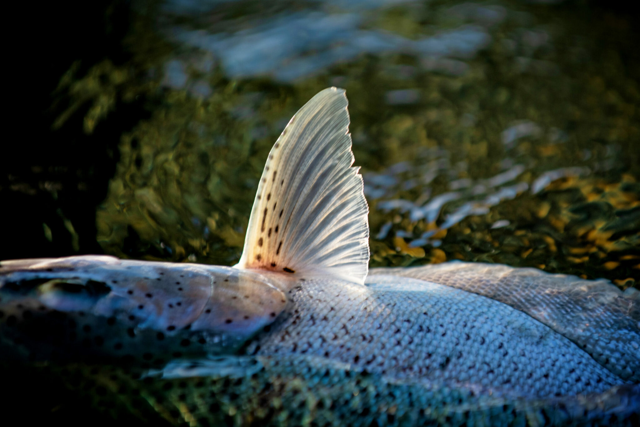 Woman Fly Fishing Alaska Rainbow Trout Stock Photo - Image of green,  boating: 265091250