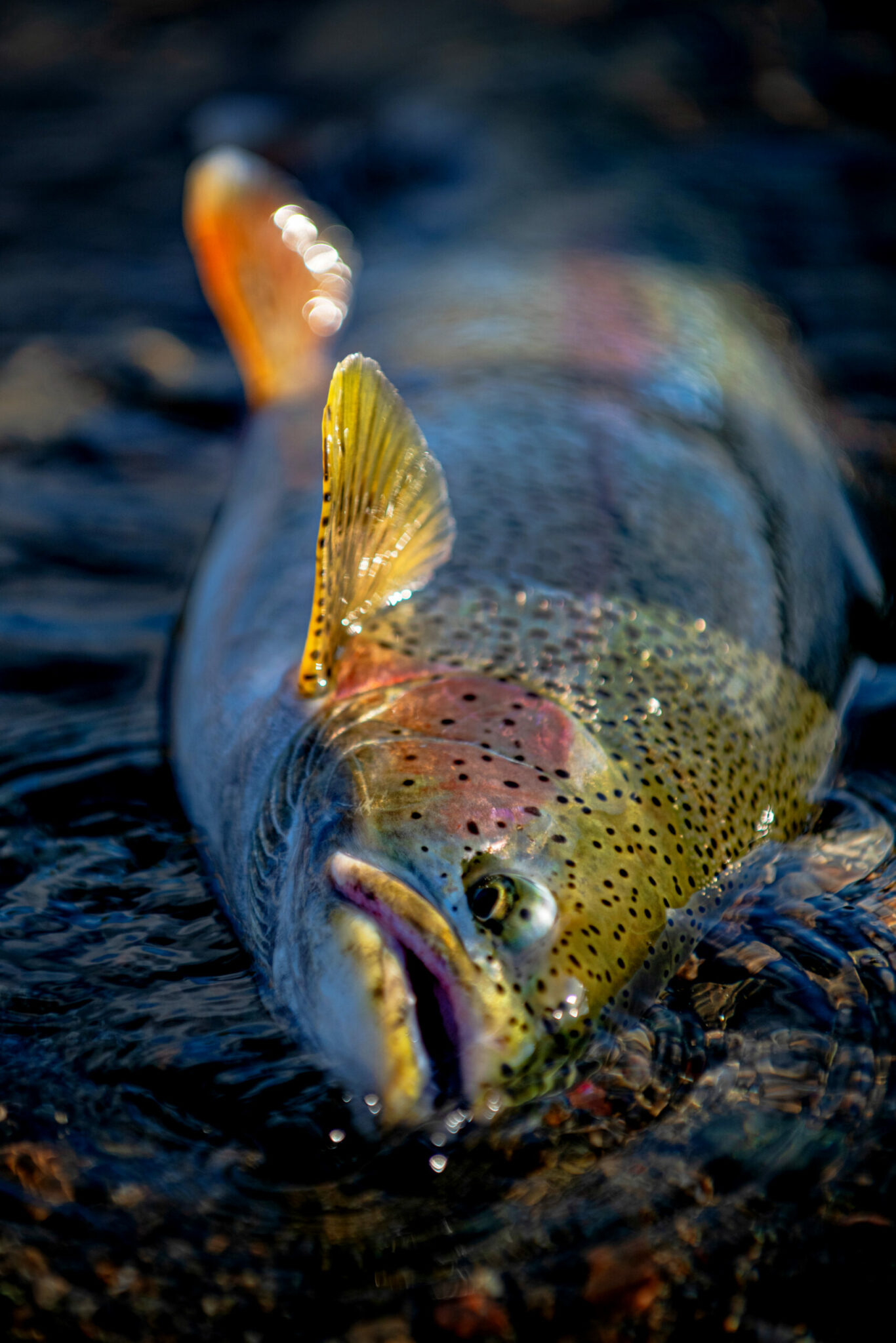 Wounded Smolt - Rainbow Trout #4 - AFFG Exclusive Flies - Alaska