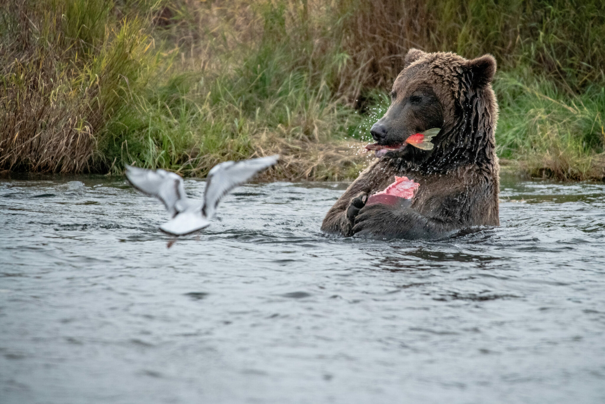 Bear Watching in Katmai National Park and Preserve - Katmai National Park &  Preserve (U.S. National Park Service)