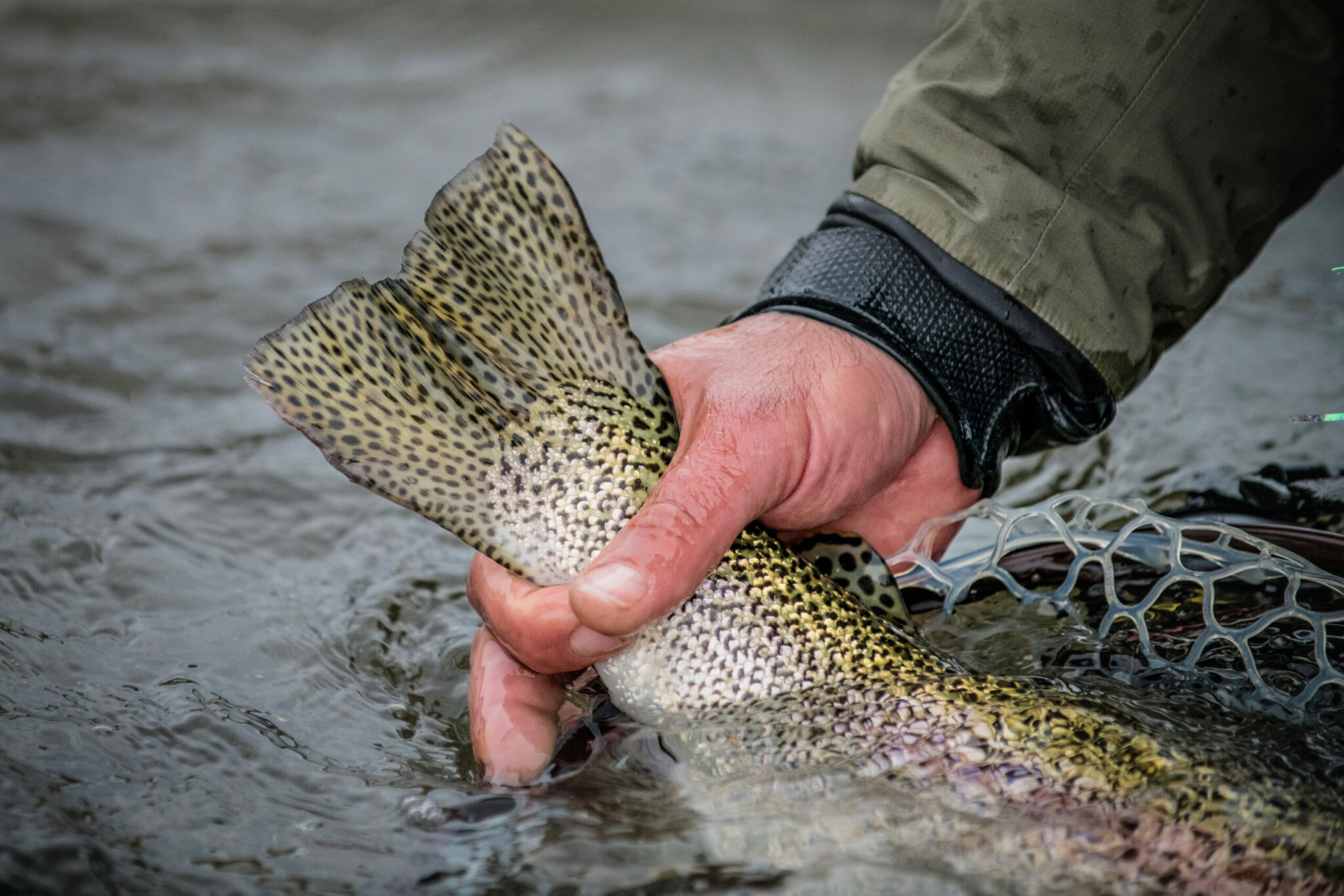 Alaska Rainbow Trout Fly Fishing Trips