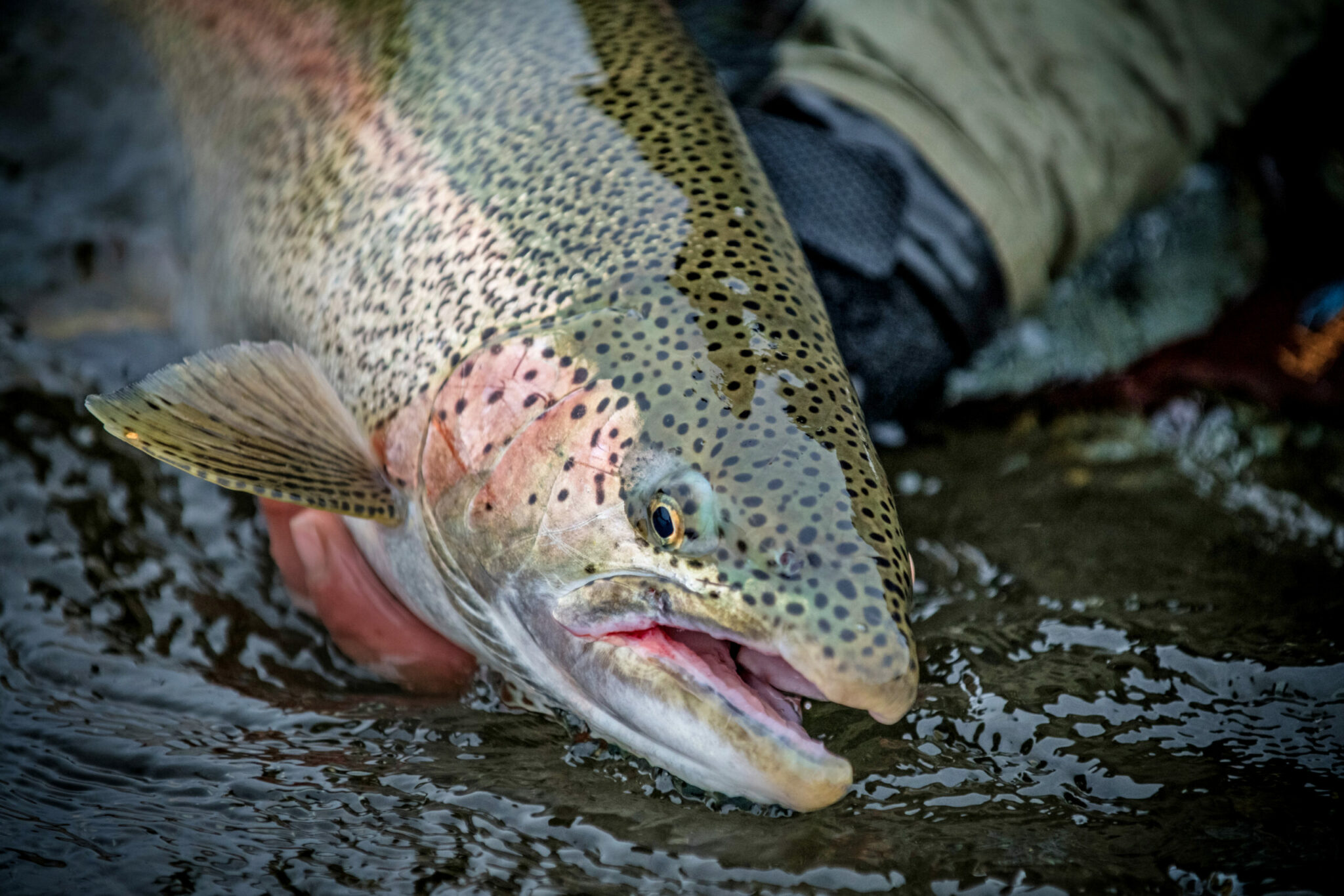 Alaska Rainbow Trout Fly Fishing Trips